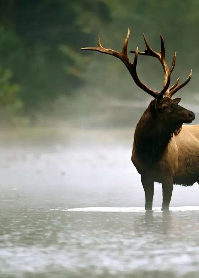 Photo of Drop-Tine Outfitting in Alberta