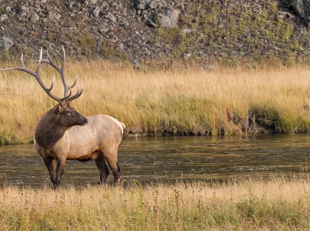 Photo de Elk River Outfitters au Centre de l'Alberta, Ab
