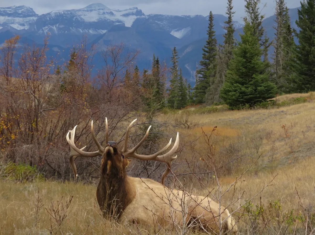 Photo de Groat Creek Outfitters au Centre de l'Alberta, Ab