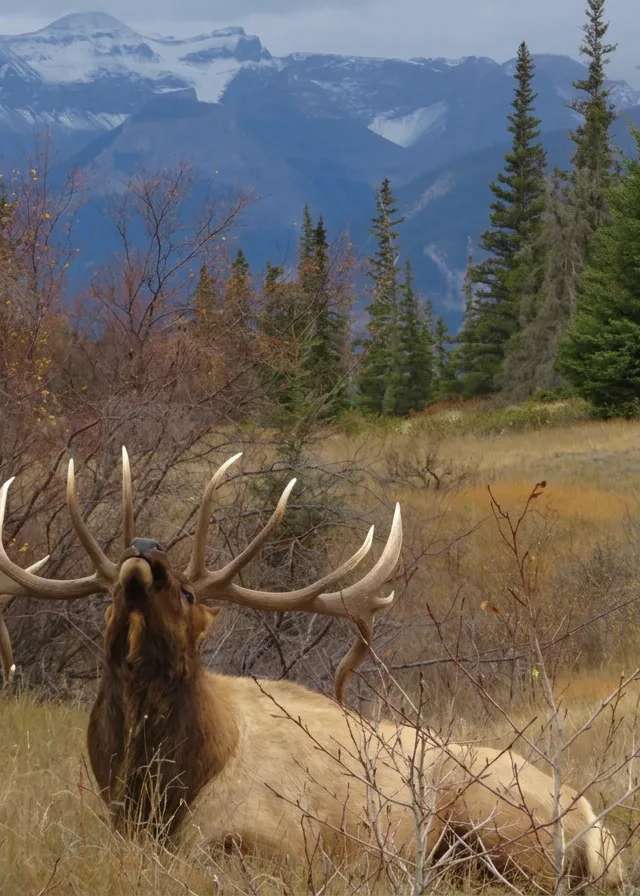 Photo de Groat Creek Outfitters au Centre de l'Alberta, Ab