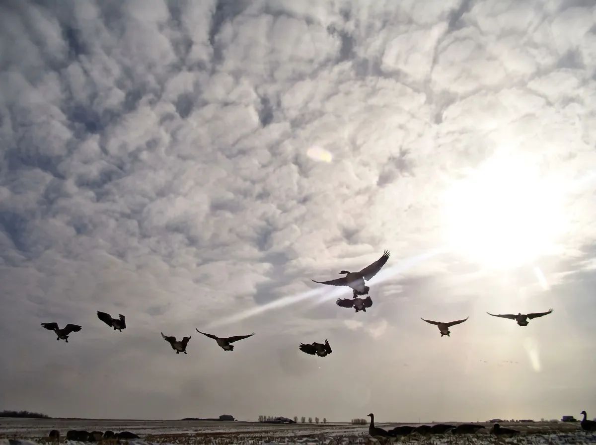 Photo de Massig's Migrators dans la Région de Calgary, Ab
