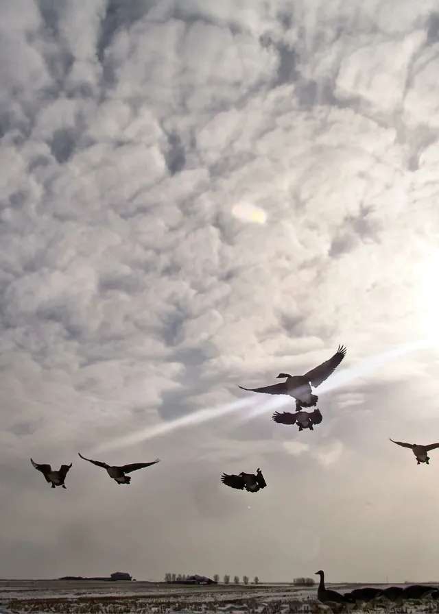 Photo de Massig's Migrators dans la Région de Calgary, Ab