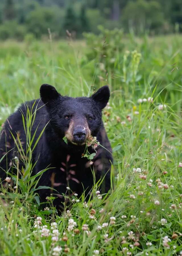 Photo of Predator vs Prey Outfitting Inc. in Alberta
