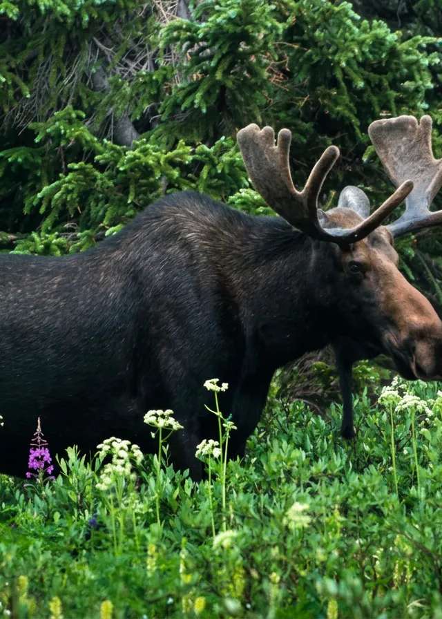 Photo of Ryk Visscher's Hunting Adventures Ltd. in Edmonton Region, AB