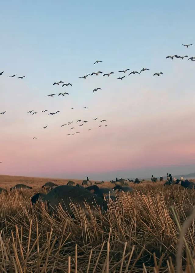 Photo de Sask Alta Waterfowl Outfitters Ltd. dans les Lakeland, Ab