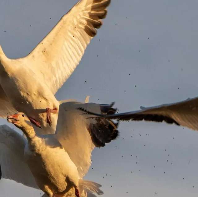Photo de Fox Valley Waterfowl dans les Collines Cypress, Sk