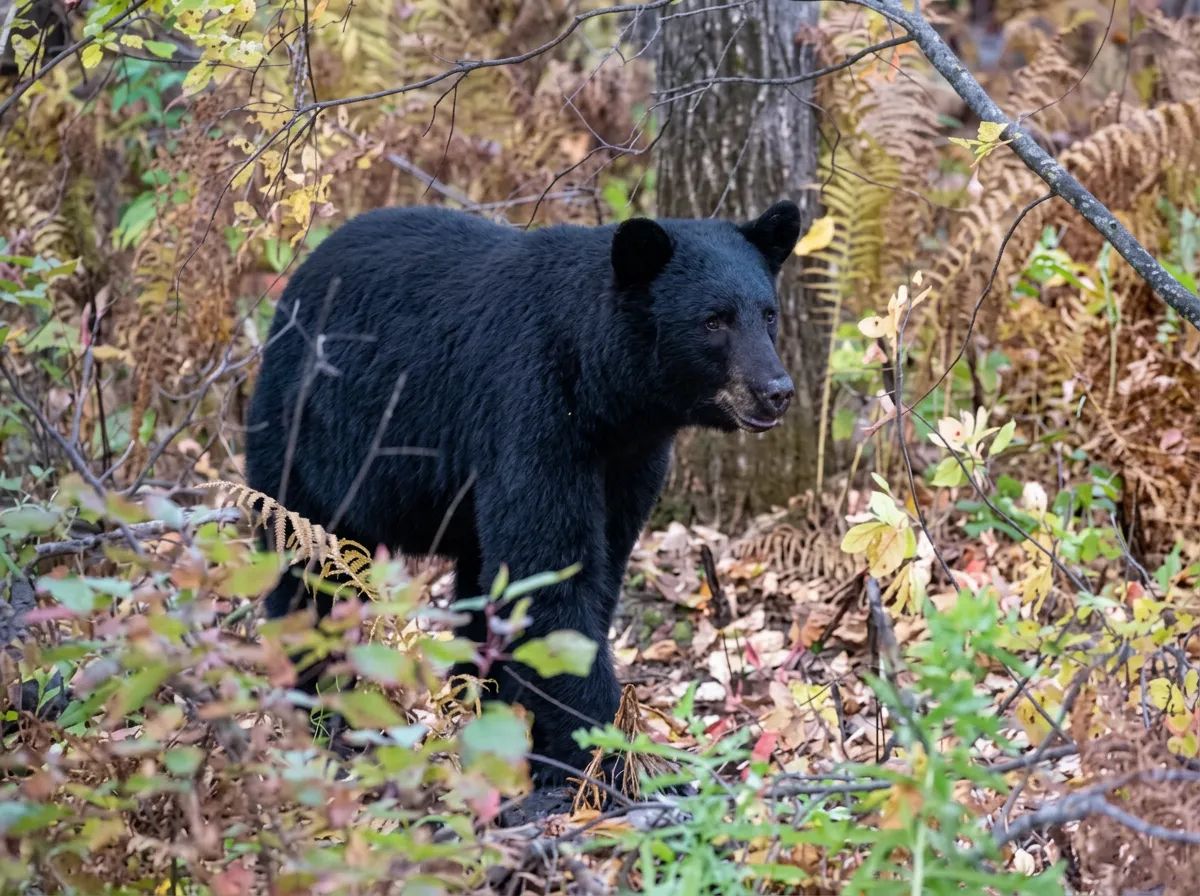 Photo de Gary Simon Outfitting dans les Parkland, Sk