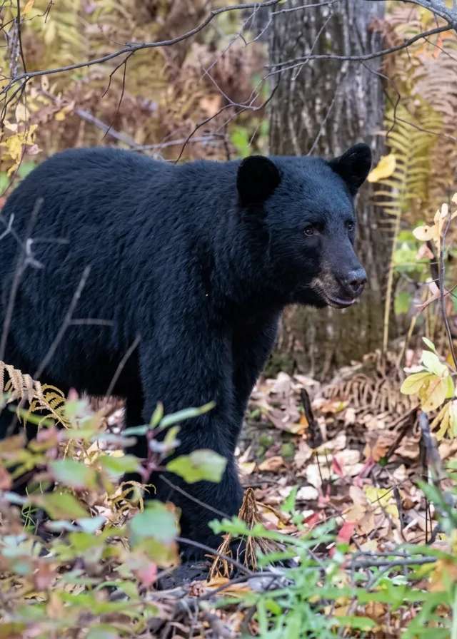 Photo of Gary Simon Outfitting in Parkland, SK