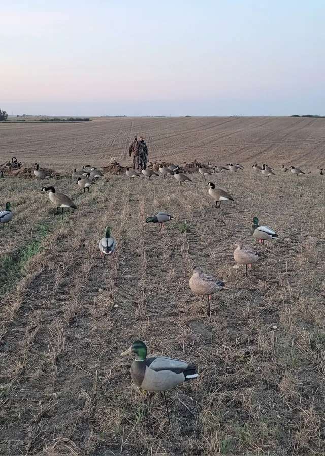 Photo de Honker Heaven Outfitters dans les Prairies, Sk