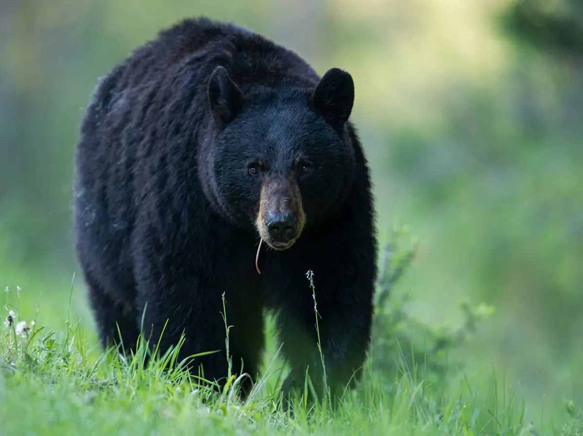 Photo of Lost Trail Black Bear Outfitters in Northern Forest, SK
