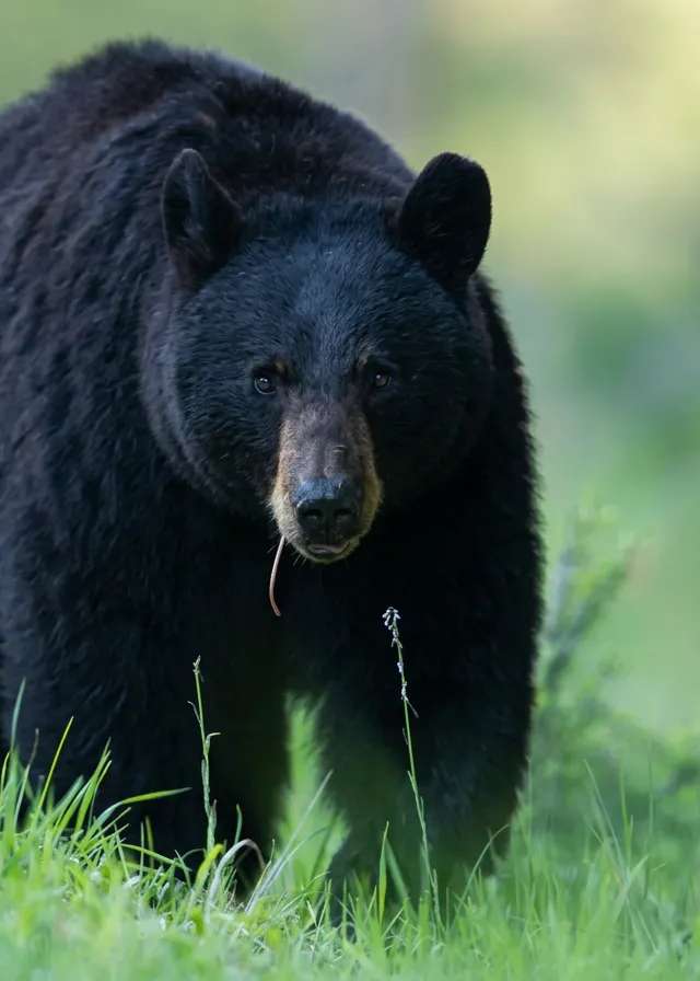 Photo of Lost Trail Black Bear Outfitters in Northern Forest, SK