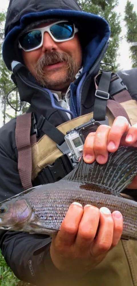 Arctic Grayling showing its remarkable dorsal fin at Milton Lake Lodge, Athabasca Basin, Saskatchewan