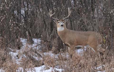 Photo of Northern Whitetail Outfitters in Prince Albert Region, SK