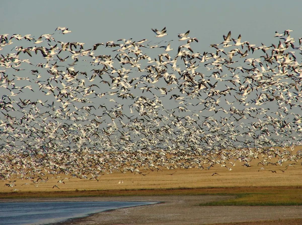 Photo of Pacific Wings Prairie Outfitters in Grasslands, SK