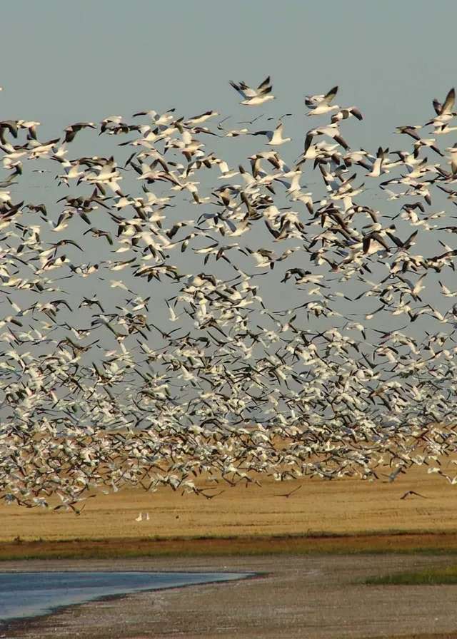 Photo of Pacific Wings Prairie Outfitters in Grasslands, SK