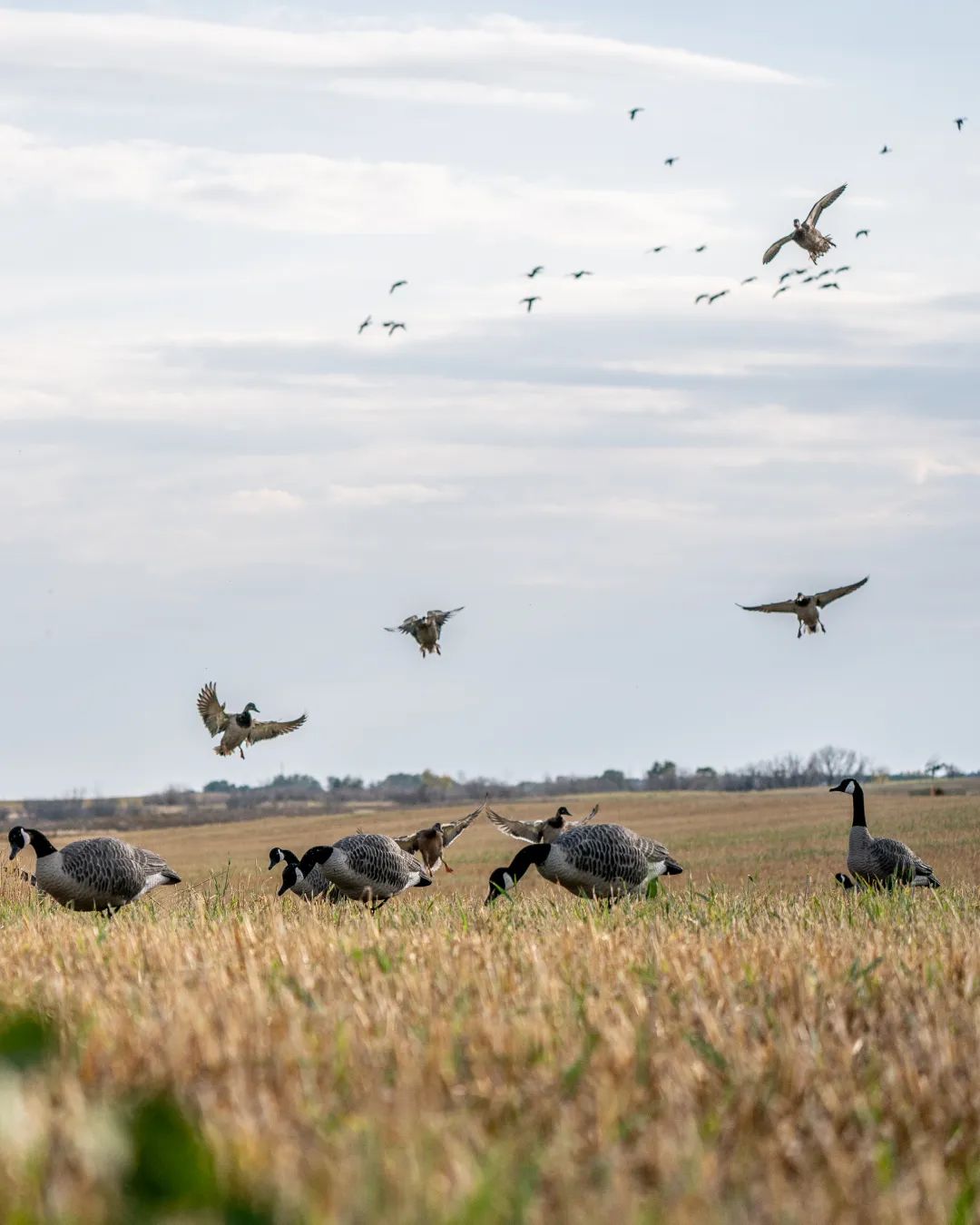 Photo de Prairie Limits Outfitters dans les Prairies, Sk