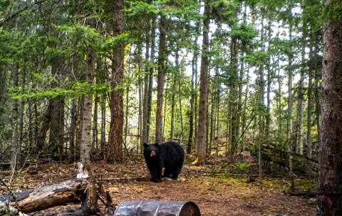 Photo of Adrenaline Outfitters in Lake Winnipeg, MB