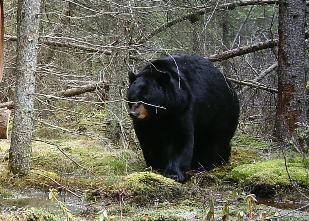Photo of Bear Master Outfitters in Whiteshell, MB