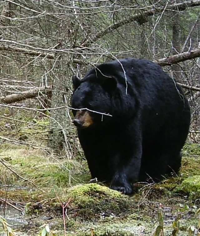 Photo of Bear Master Outfitters in Whiteshell, MB