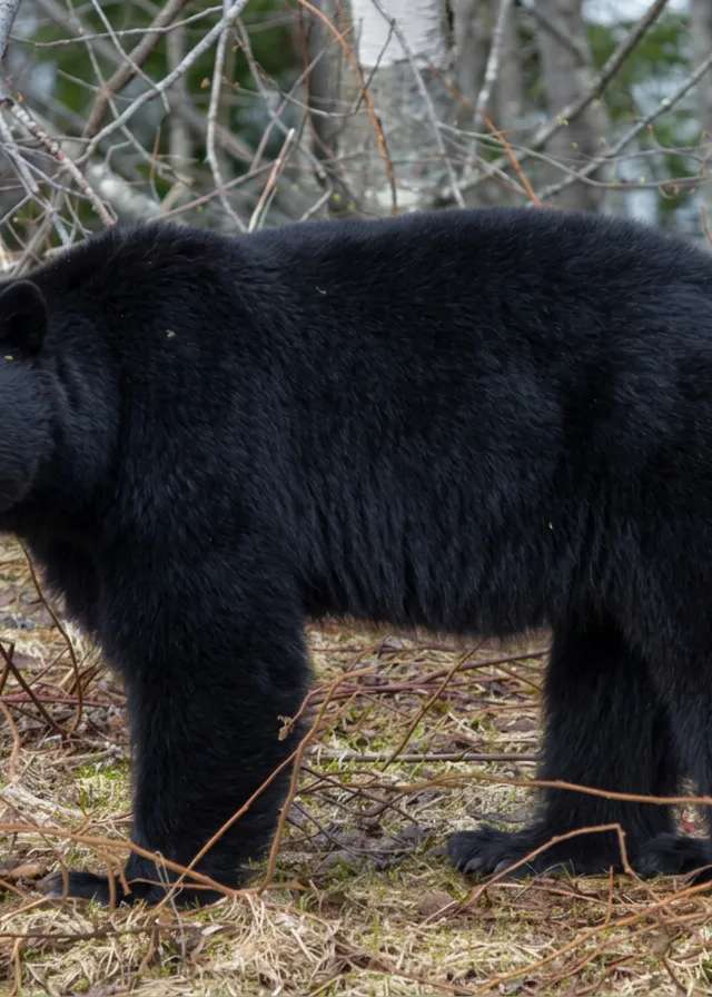Photo of Bear Track Outfitters in Interlake, MB
