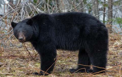 Photo of Bear Track Outfitters in Interlake, MB