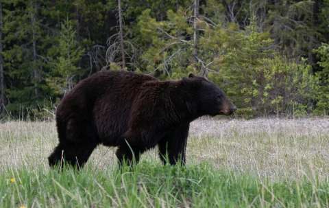 Photo of Black Ghost Adventures in Riding Mountain, MB