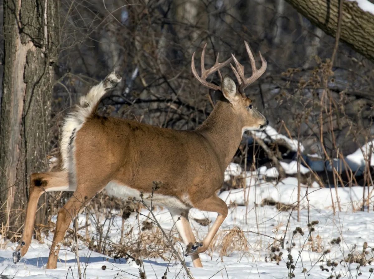 Photo de Drop-Tine Outfitters au Manitoba