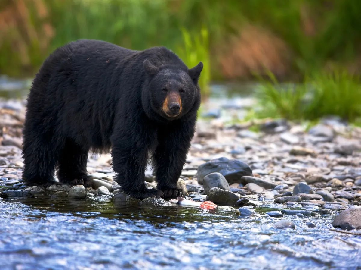 Photo de Duck Mountain Outfitters au Manitoba