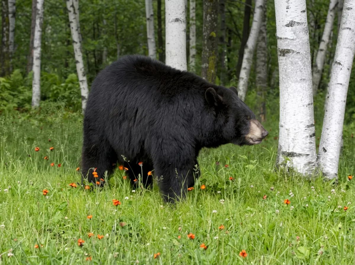 Photo of Manitoba Guide Service in Winnipeg Capital Region, MB