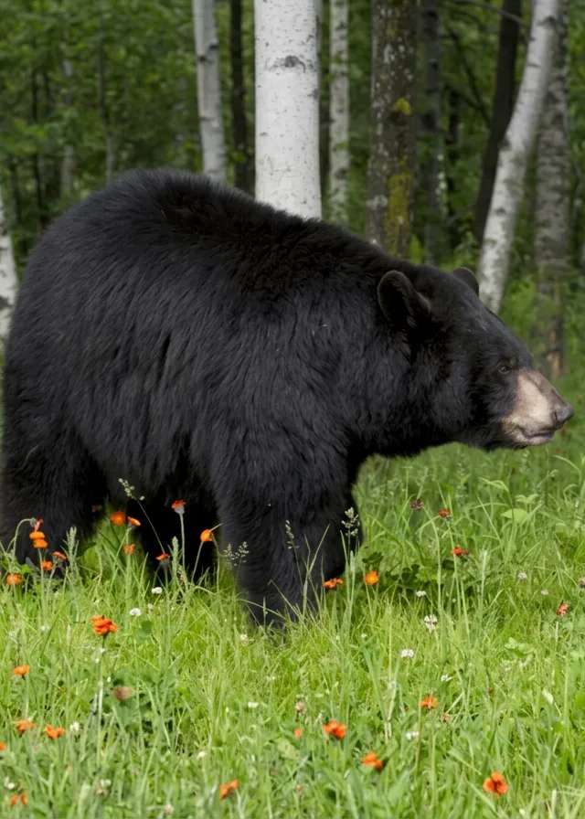 Photo de Manitoba Guide Service dans la Région de la capitale de Winnipeg, Mb