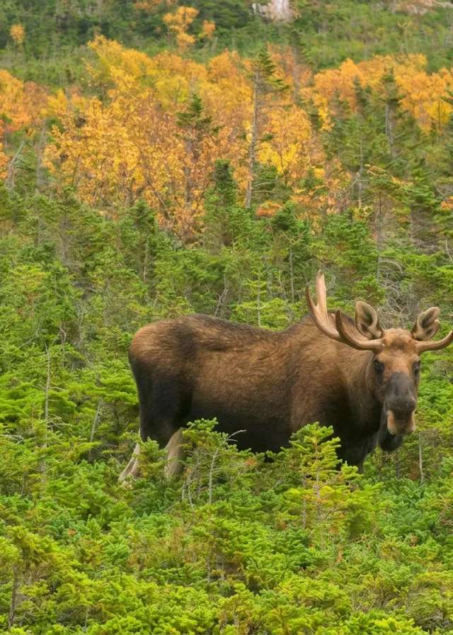 Photo de Grandy's River Outfitters à Terre-Neuve-et-Labrador