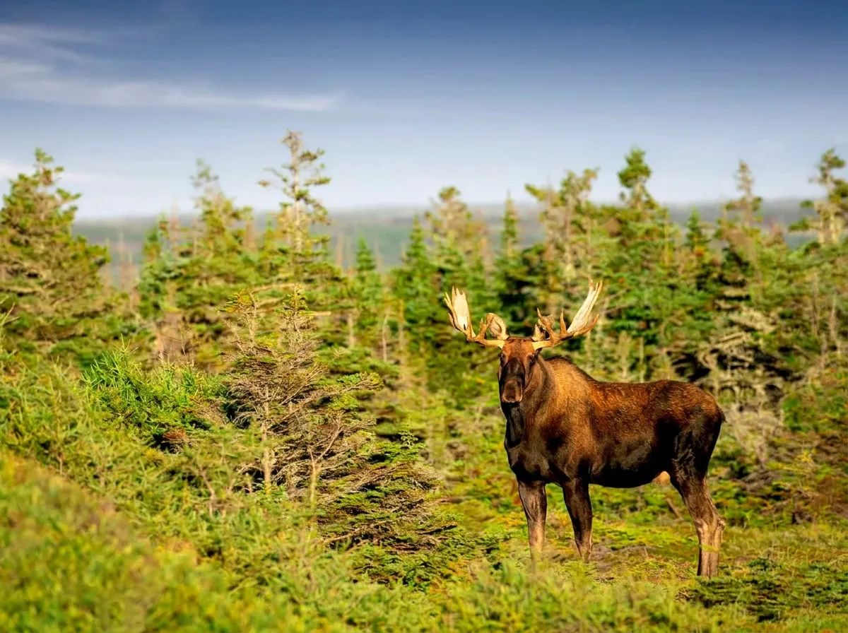 Photo of Island View Cabins in Newfoundland and Labrador