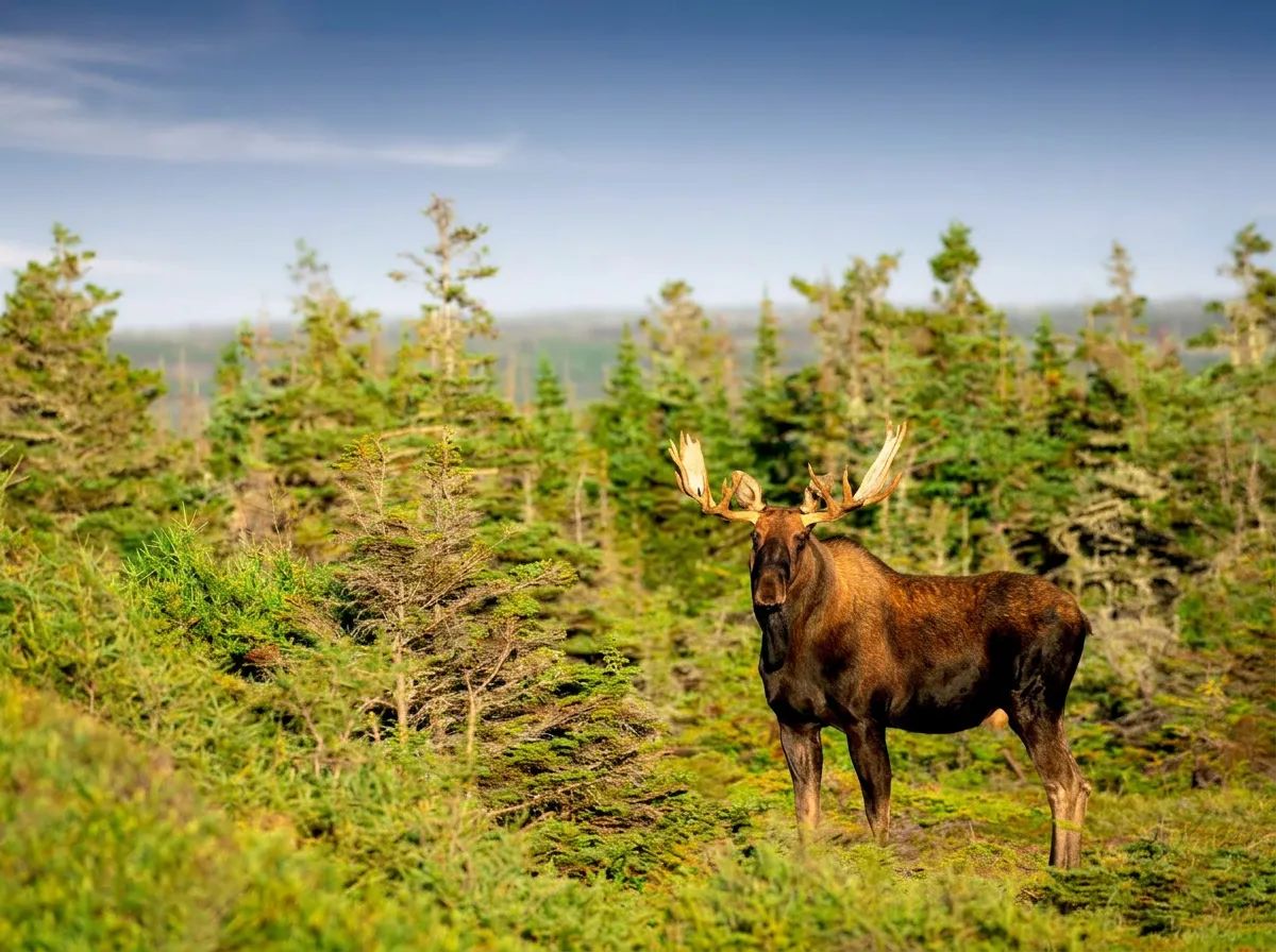 Photo de Jennings Enterprises à Terre-Neuve-et-Labrador