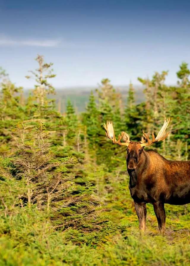 Photo de Jennings Enterprises à Terre-Neuve-et-Labrador