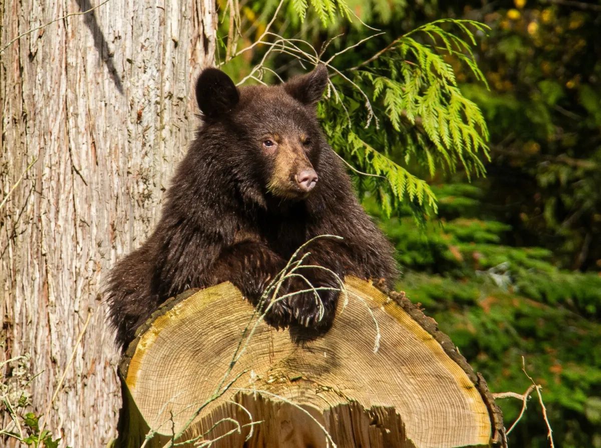 Photo de Serpentine Valley Outfitters à Terre-Neuve-et-Labrador