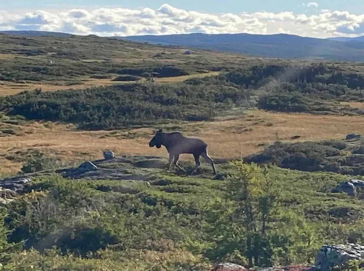 Photo of Bough Wiffen Outfitters in Newfoundland and Labrador