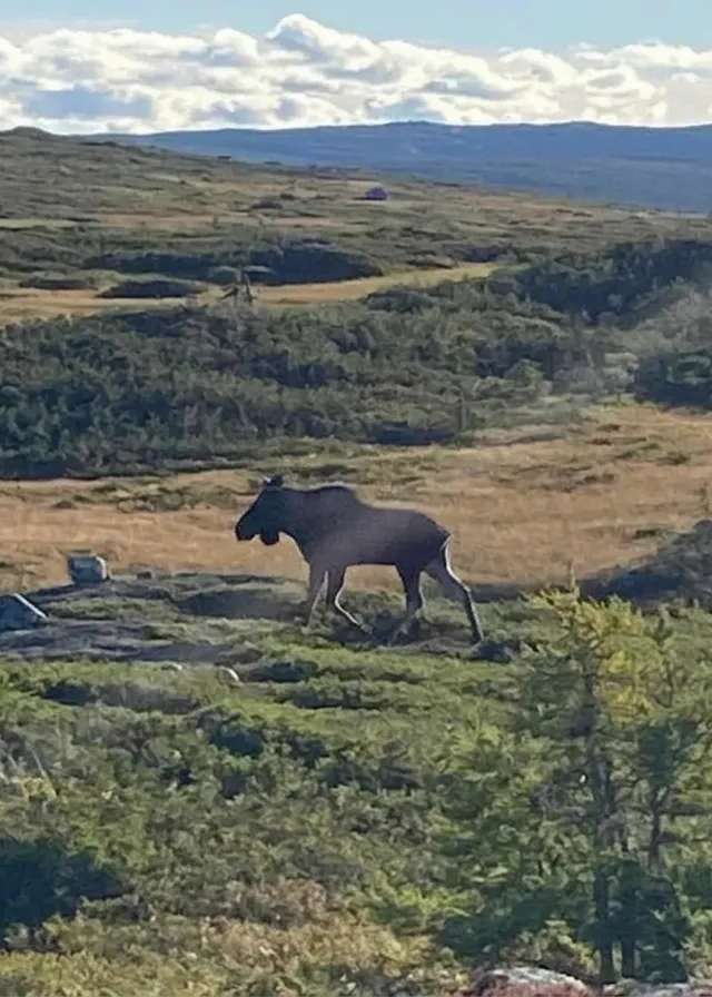 Photo de Bough Wiffen Outfitters à Terre-Neuve-et-Labrador