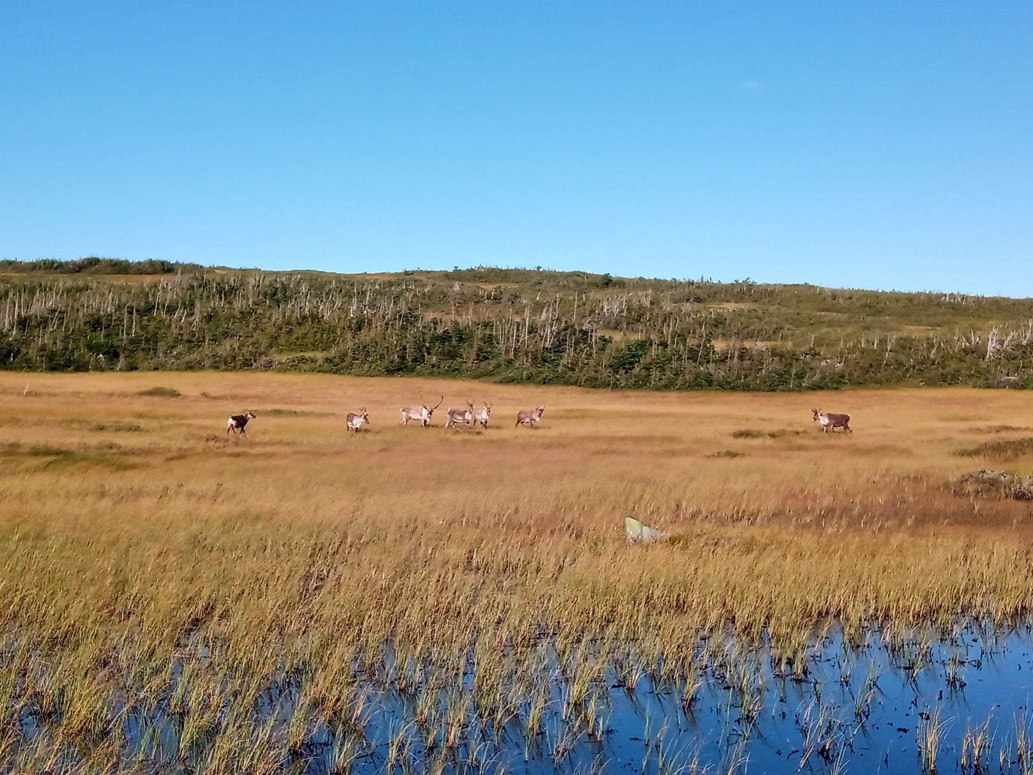 Photo of Patey & Sons Ltd. in Northern Peninsula, NL