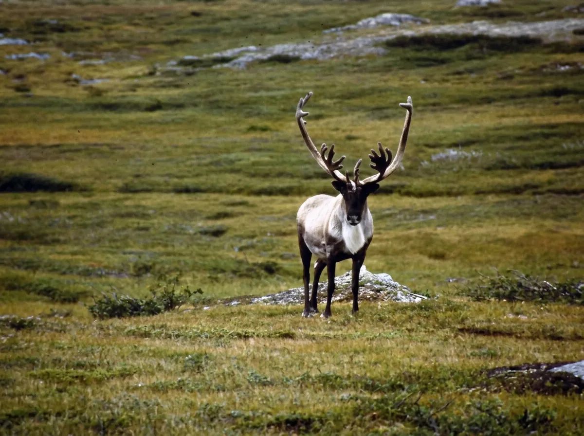 Photo de JB Outfitters Ltd. dans la Péninsule Nord, Nl