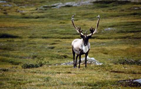 Photo of JB Outfitters Ltd. in Northern Peninsula, NL