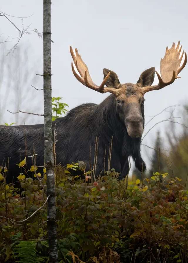 Photo of Allen Goodine (Guide) in New Brunswick