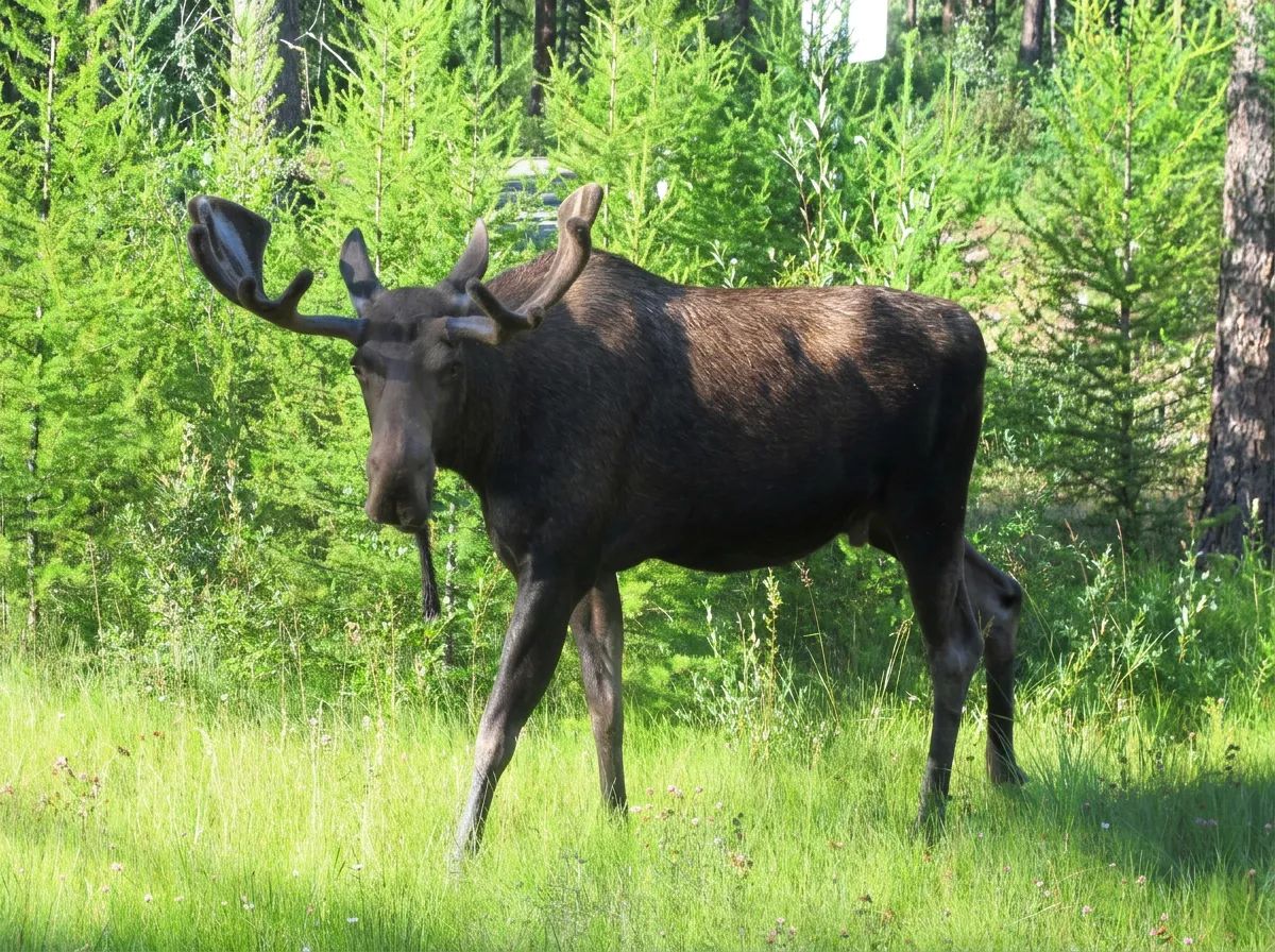 Photo of Double Eagle Outfitters in Bulkley Valley, BC