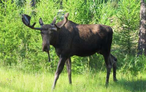 Photo de Double Eagle Outfitters dans la Vallée de la Bulkley, Bc