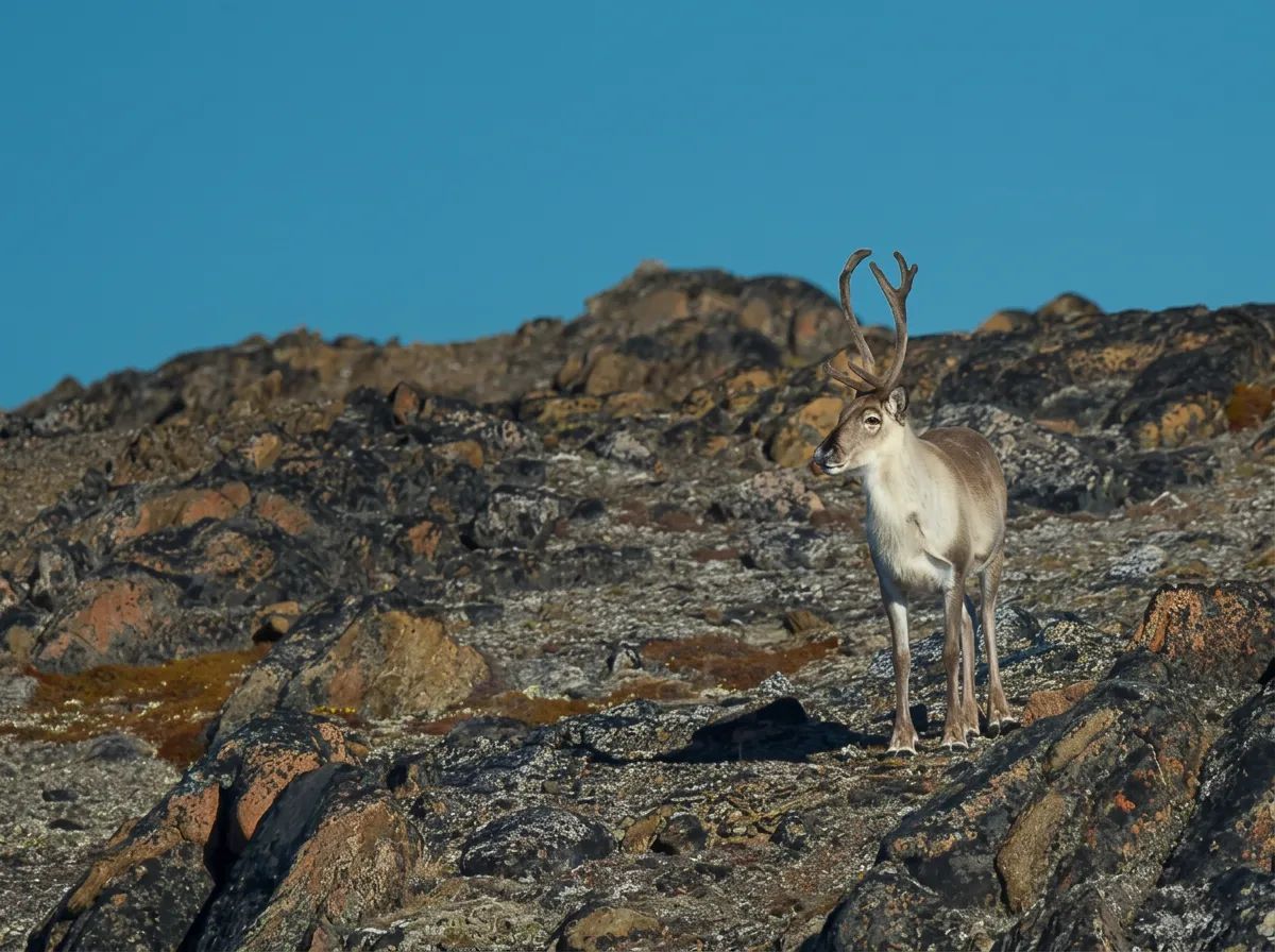 Photo of Hakongak Outfitting in Qikiqtaaluk, NU