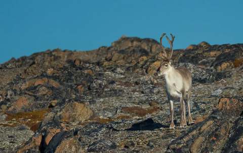 Photo of Hakongak Outfitting in Qikiqtaaluk, NU