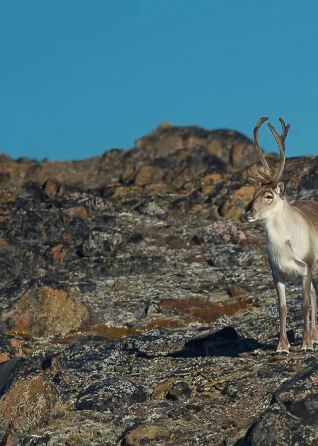 Photo of Hakongak Outfitting in Qikiqtaaluk, NU