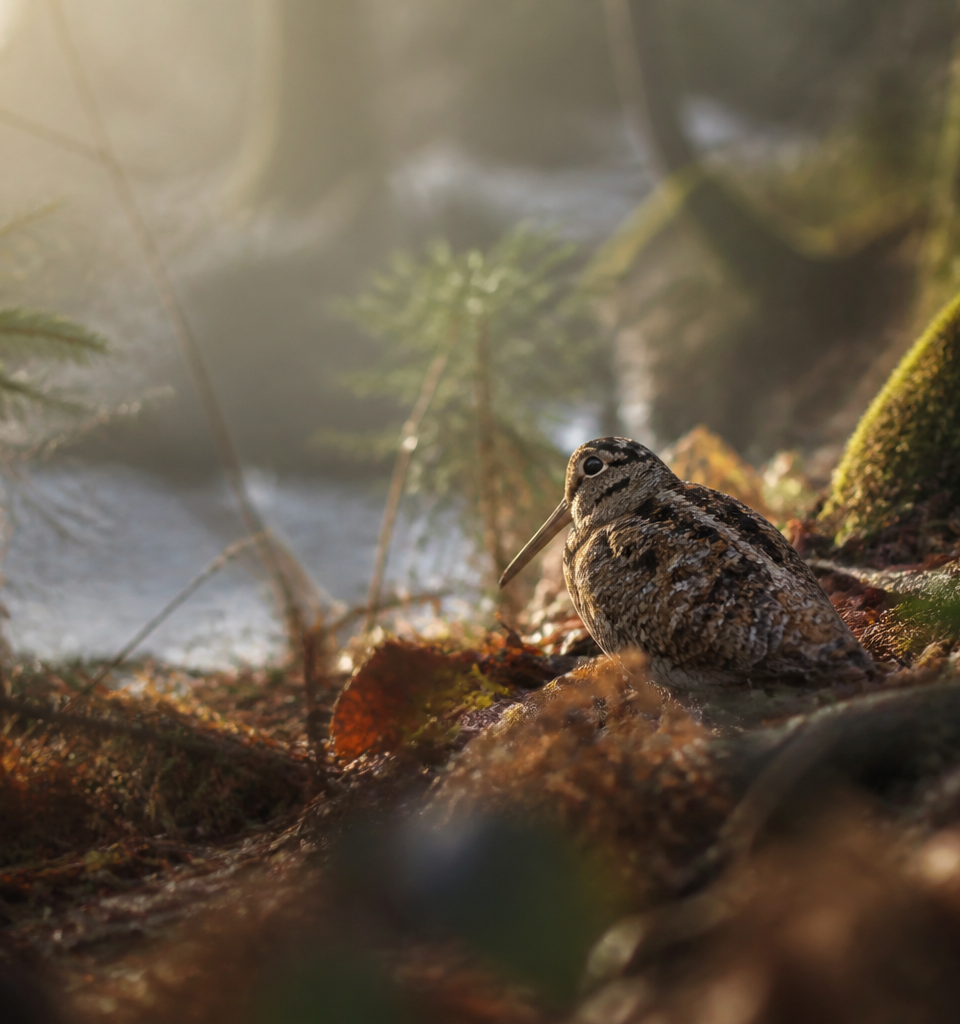 Bécasse en milieu naturel au Québec