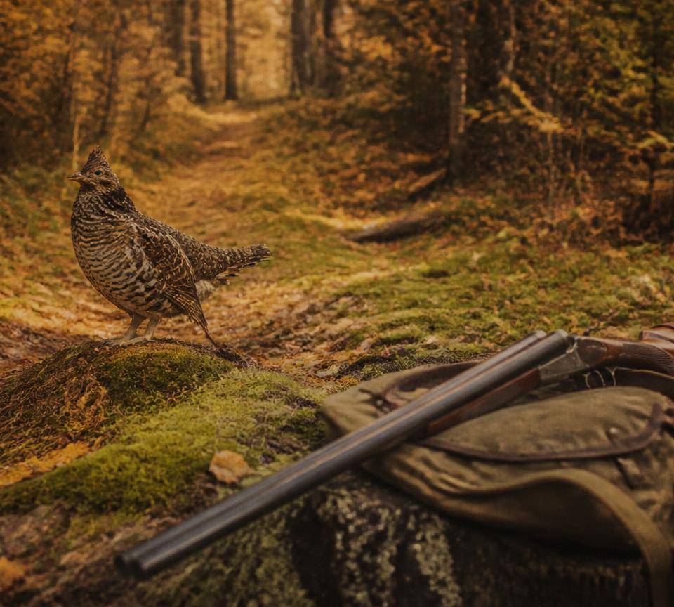 Ruffed grouse on a forest trail with shotgun and game bag in the foreground