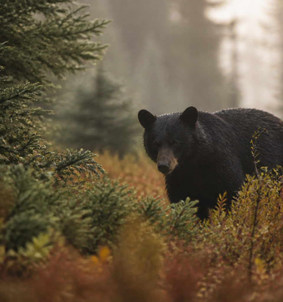 Ours noir en milieu naturel au Québec