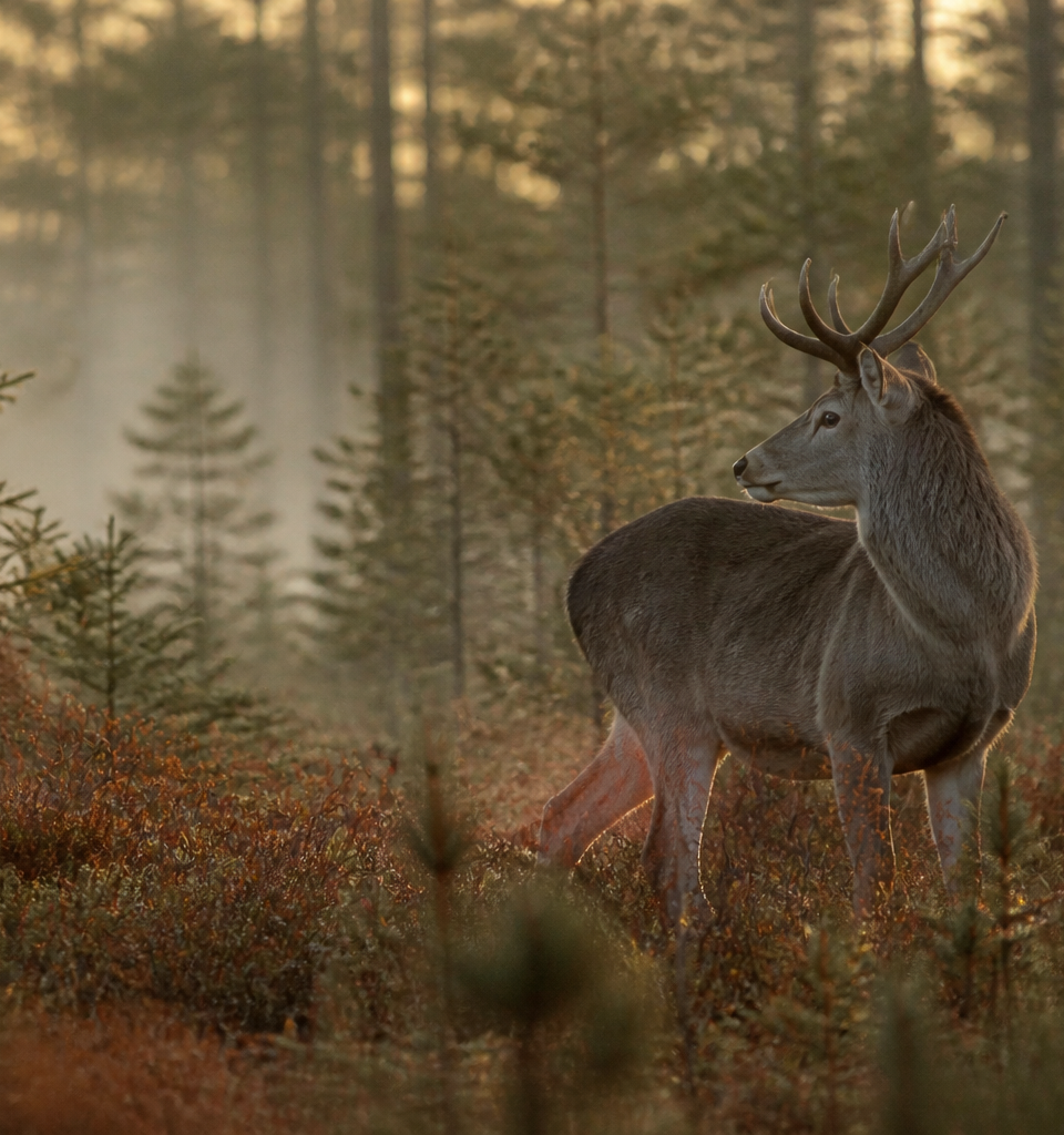 Deer in the wild in Ontario